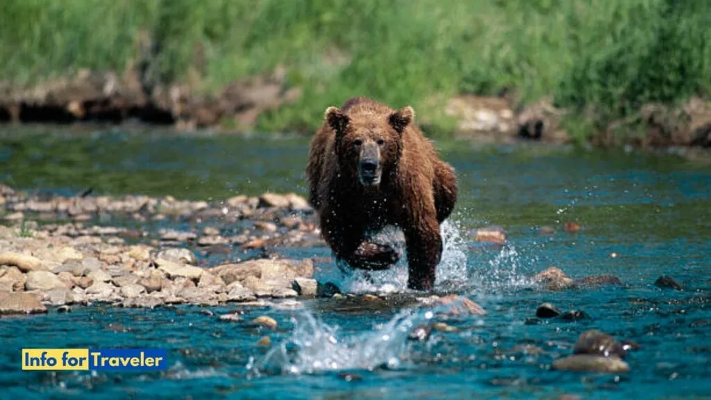 Bears are Amazing