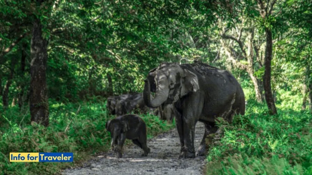 Manas National Park