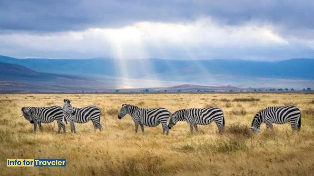 Unforgettable Wildlife