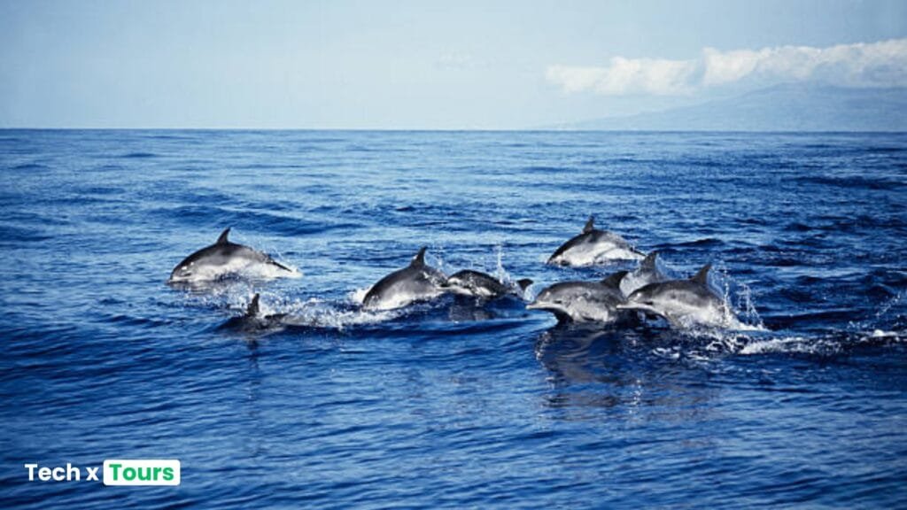 Amazing Wildlife