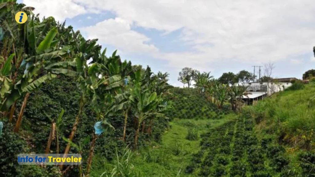 Coffee Region